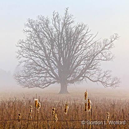 Lone Tree In Fog_22564.jpg - Photographed near Smiths Falls, Ontario, Canada.